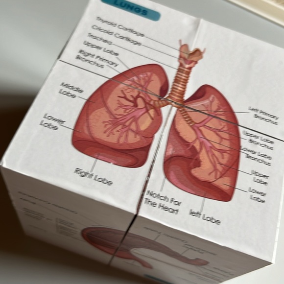 Human anatomy cube - Picture 4 of 6